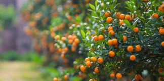 Cây quất chơi Tết xong đừng vứt vội, làm theo cách này năm sau quả sai lúc lỉu, có trưng tiếp