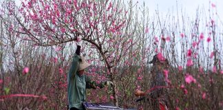 Bây giờ là thời điểm để chăm đào nở hoa đúng Tết, hãy làm theo cách sau