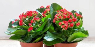 Cách trồng cây sống đời ra hoa đẹp rực rỡ đúng dịp Tết Nguyên Đán cực đơn giản