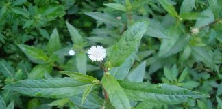 Cây nhọ nồi – thảo dược không hiếm nhưng quý vô cùng