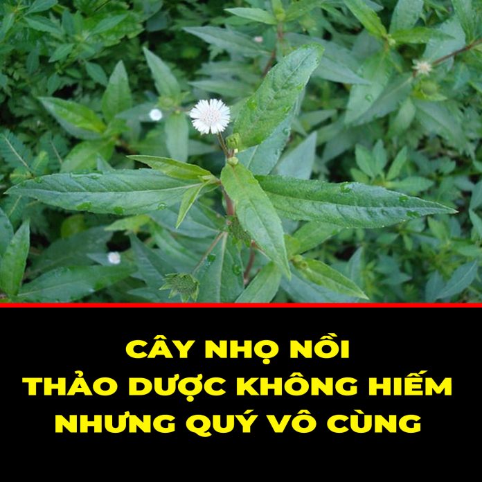CÂY NHỌ NỒI - THẢO DƯỢC KHÔNG HIẾM NHƯNG QUÝ VÔ CÙNG
