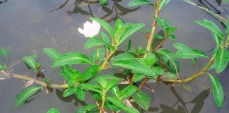 Trị bách bệnh với cây rau dừa