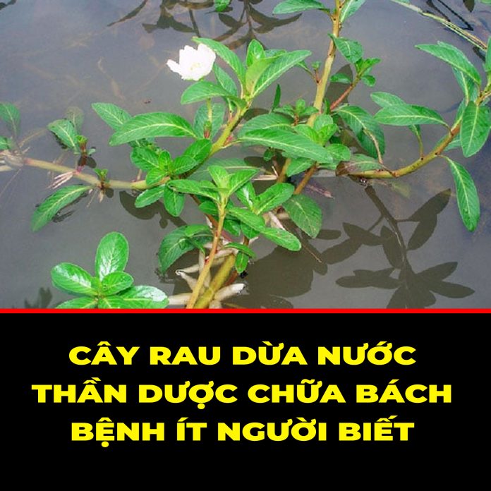 CÂY RAU DỪA NƯỚC – THẦN DƯỢC CHỮA BÁCH BỆNH