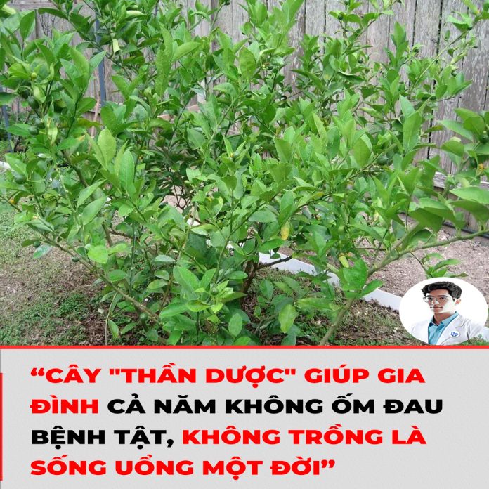 CÂY THẦN DƯỢC GIÚP GIA ĐÌNH CẢ NĂM KHÔNG ỐM ĐAU BỆNH TẬT, KHÔNG TRỒNG LÀ SỐNG UỔNG MỘT ĐỜI