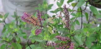 Chỉ cần có cây hương nhu trong nhà bị những bệnh này chẳng bao giờ tốn tiền mua thuốc tây