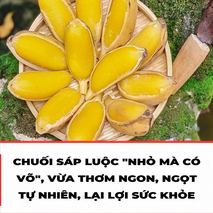 CHUỐI SÁP LUỘC NHỎ MÀ CÓ VÕ, VỪA THƠM NGON, NGỌT TỰ NHIÊN, LẠI LỢI SỨC KHỎE