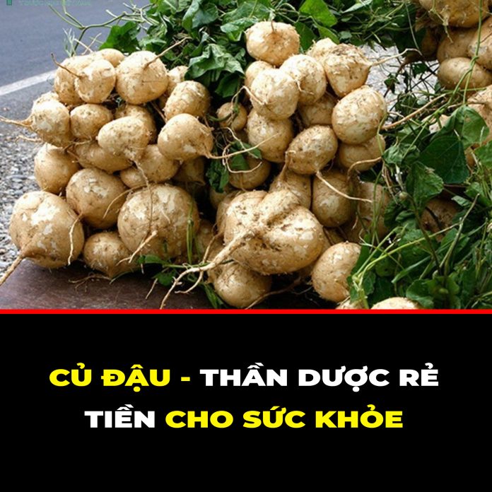 CỦ ĐẬU - THẦN DƯỢC RẺ TIỀN CHO SỨC KHỎE