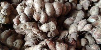 Củ địa liền – Loại củ, được coi là thảo dược có đặc tính chống ung thư mạnh mẽ