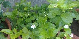 Đây chính là lý do vì sao các chuyên gia khuyên bạn nên trồng ngày 1 cây này trong nhà