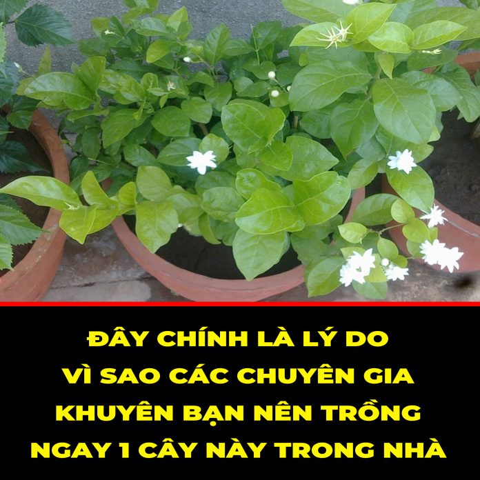 ĐÂY CHÍNH LÀ LÝ DO VÌ SAO CÁC CHUYÊN GIA KHUYÊN BẠN NÊN TRỒNG NGÀY 1 CÂY NÀY TRONG NHÀ