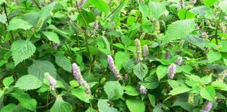 Kinh giới – thần dược mùa đông cho mọi nhà