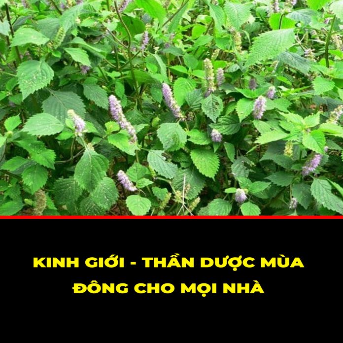 KINH GIỚI - THẦN DƯỢC MÙA ĐÔNG CHO MỌI NHÀ