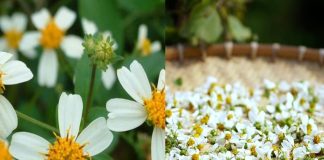 Loại cây dại quen thuộc ven đường toàn bị nhổ bỏ đi, hóa ra làm rau thì ngon làm thuốc thì tốt