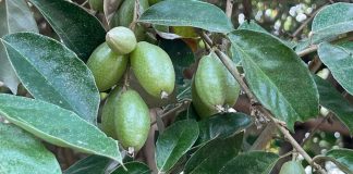 Trị bách bệnh từ tất cả các bộ phận của cây nhót