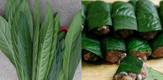 Loại lá ‘thần dược’ thiên nhiên, vừa là rau thơm quen thuộc vừa là vị thuốc quý trong vườn nhà