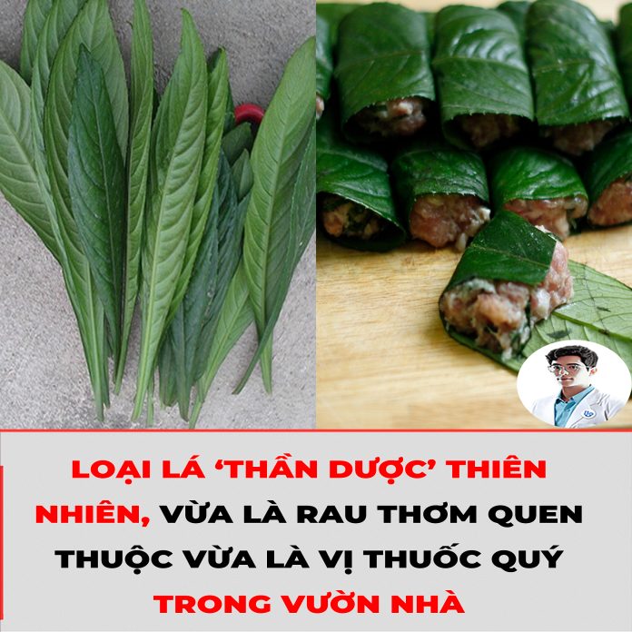 LOẠI LÁ ‘THẦN DƯỢC’ THIÊN NHIÊN, VỪA LÀ RAU THƠM QUEN THUỘC VỪA LÀ VỊ THUỐC QUÝ TRONG VƯỜN NHÀ1