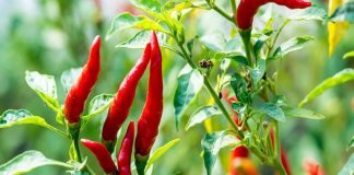 Loại quả mọc tự nhiên trong vườn nhà, nhiều người e ngại nhưng tốt ngang thuốc bổ