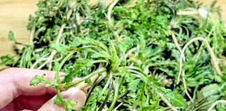 Loại rau dại hiếm có ở mùa đông, bổ mắt, dưỡng nhan, không ăn quá phí