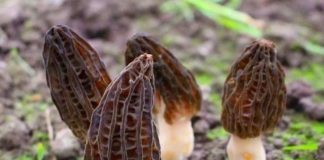 Loại rau nhìn lạ mắt, nhiều người dùng gần đây, ăn ngon, đắt đỏ, dùng 2 lần/tuần vào mùa đông sẽ không bị ốm