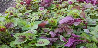 Loại rau rẻ bèo vài nghìn một mớ lại là vị thuốc quý chữa nhiều bệnh, mẹ nhớ mua về cho cả nhà ăn