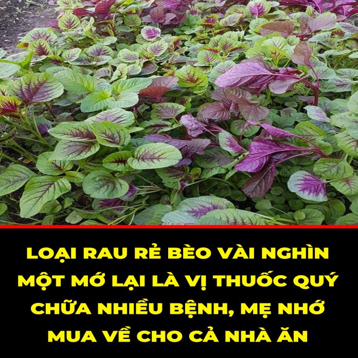 LOẠI RAU RẺ BÈO VÀI NGHÌN MỘT MỚ LẠI LÀ VỊ THUỐC QUÝ CHỮA NHIỀU BỆNH, MẸ NHỚ MUA VỀ CHO CẢ NHÀ ĂN