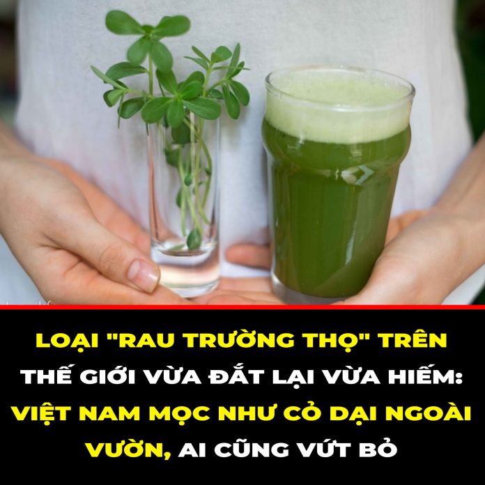 LOẠI RAU TRƯỜNG THỌ TRÊN THẾ GIỚI VỪA ĐẮT LẠI VỪA HIẾM VIỆT NAM MỌC NHƯ CỎ DẠI NGOÀI VƯỜN, AI CŨNG VỨT BỎ