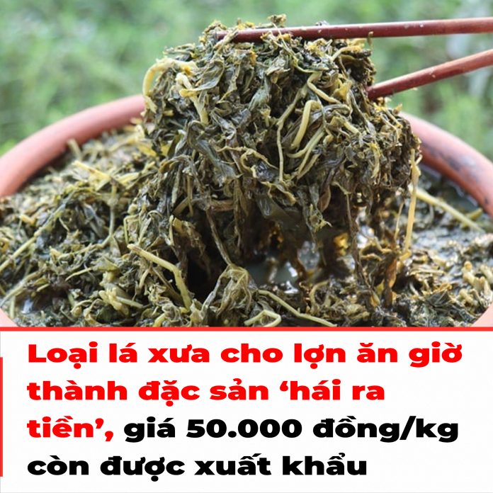Loại lá xưa cho lợn ăn giờ thành đặc sản ‘hái ra tiền’, giá 50.000 đồngkg còn được xuất khẩu