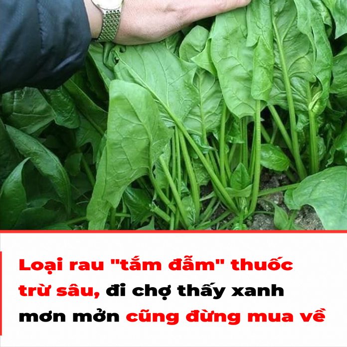 Loại rau tắm đẫm thuốc trừ sâu, đi chợ thấy xanh mơn mởn cũng đừng mua về