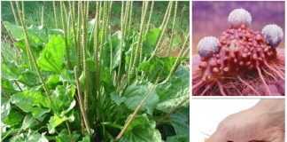 Mã đề – dược thảo quyền lực nhất thế giới núp bóng loài cỏ dại