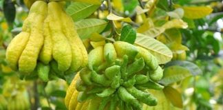 Mẹo tận dụng quả phật thủ sau Tết các mẹ nên biết