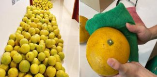Mẹo bảo quản bưởi ăn Tết Ất Tỵ, làm đúng bước này, bưởi để 2-3 tháng vẫn vàng óng, mọng nước