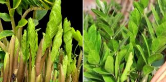 Mẹo chăm cây kim tiền ra nhiều chồi non đúng dịp Tết Nguyên đán, năm mới gọi lộc về nhà