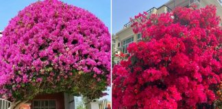 Mẹo tưới nước để hoa giấy nở nhiều đúng dịp Tết