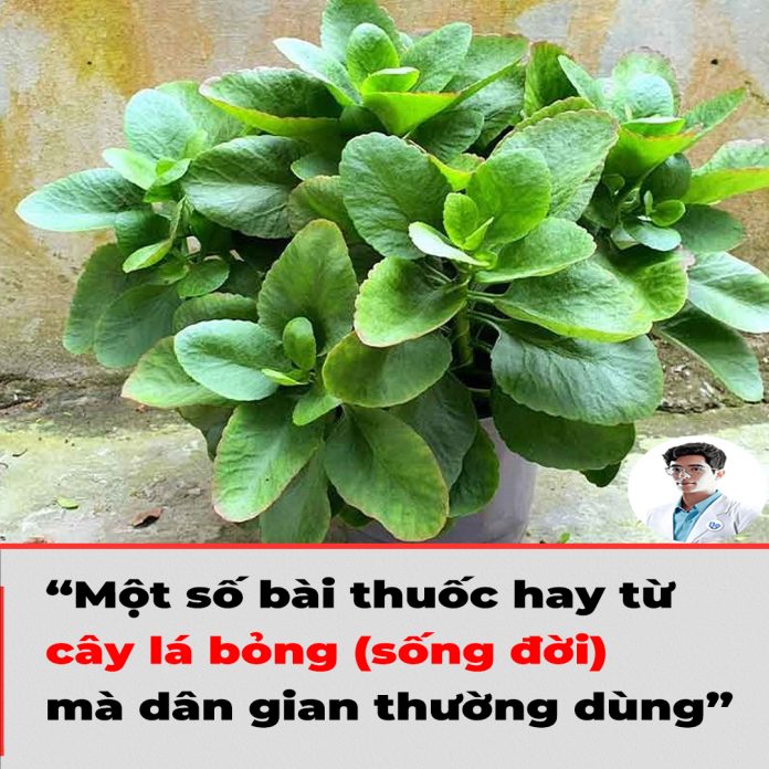 Một số bài thuốc hay từ cây lá bỏng (sống đời) mà dân gian thường dùng