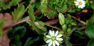 Ngỡ ngàng với loại rau dại mọc đầy đường, giờ đây thành món ngon ‘sang chảnh’ được săn lùng