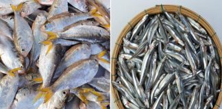 Ngoài cá hồi, có 6 loại cá khác cũng giàu omega-3, giá lại rẻ, dễ mua