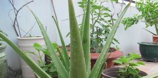 Nha đam – cây thuốc vàng cho mọi gia đình