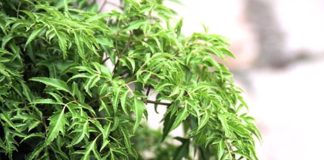 Những bài thuốc quý hơn vàng từ cây đinh lăng nhà nào cũng cần