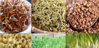 Những thực phẩm này để lên mầm sẽ thành quý như vàng, giàu dinh dưỡng tăng công dụng gấp bội, cách làm cực dễ