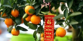 Những loại cây nên chưng dịp Tết, hút tài lộc cả năm
