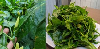 Ớt là một loại quả dược liệu quý nhưng phần lá bị bỏ đi không ngờ còn có nhiều công dụng hơn