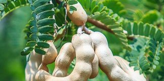 Quả me – “thần dược” cho sức khỏe cả nhà