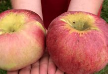 5 loại quả này nằm trong sách đen’ gây bệnh nuôi tế bào ung thư: Dù rẻ mấy cũng đừng mua ăn