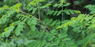 Rau dại mọc đầy vườn hoá ra là ‘thần dược’ tốt ngang nhân sâm, ai cũng có thể trồng