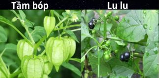 Rau tầm bóp ngon và bổ nhưng ngoài chợ hầu hết bán nhầm sang cây có độc, mẹo hay cho nội trợ