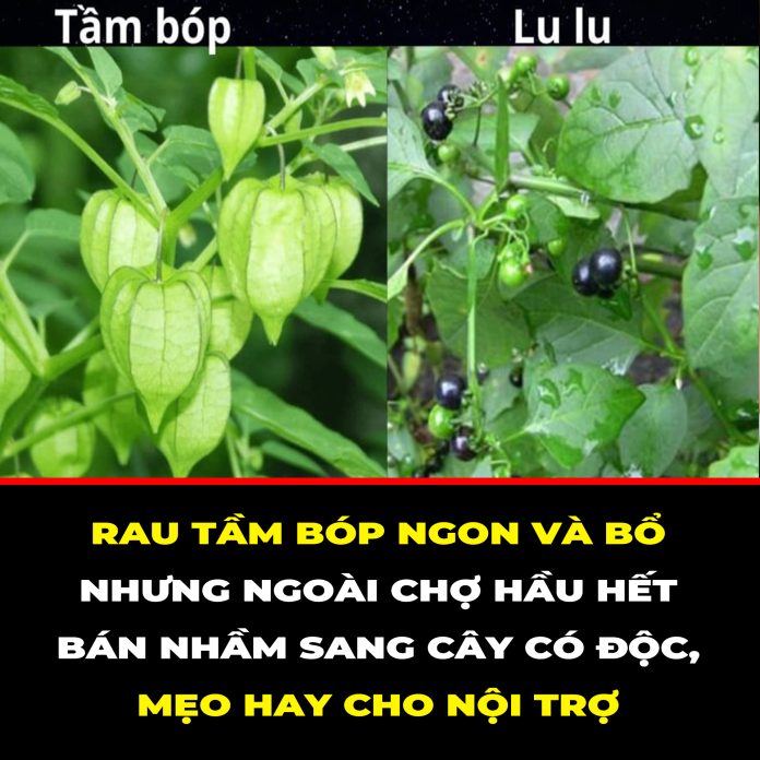 RAU TẦM BÓP NGON VÀ BỔ NHƯNG NGOÀI CHỢ HẦU HẾT BÁN NHẦM SANG CÂY CÓ ĐỘC, MẸO HAY CHO NỘI TRỢ