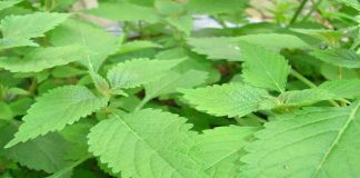 Lý do bạn nên trồng cây kinh giới trong nhà dù chật hay hẹp!