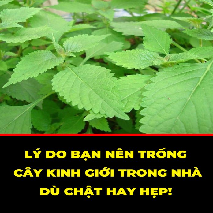 TẠI SAO BẠN NÊN TRỒNG CÂY KINH GIỚI TRONG NHÀ DÙ CHẬT HAY HẸP