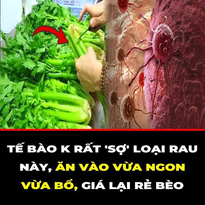 TẾ BÀO K RẤT 'SỢ' LOẠI RAU NÀY, ĂN VÀO VỪA NGON VỪA BỔ, GIÁ LẠI RẺ BÈO