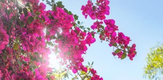 Từ nay tới Tết cứ tưới hoa giấy với nước này đúng 1 lần, hoa nở đúng dịp, lá xanh mướt